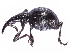 ( - gvcT10309)  @11 [ ] CreativeCommons - Attribution (2017) CBG Photography Group Centre for Biodiversity Genomics