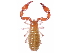  (Lamprochernes savignyi - gvcT10399)  @11 [ ] CreativeCommons - Attribution Non-Commercial (2017) Graeme V. Cocks Unspecified
