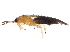  ( - gvcT10586)  @11 [ ] CreativeCommons - Attribution (2017) CBG Photography Group Centre for Biodiversity Genomics