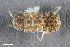  (Proasellus meridianus - ZFMK-TIS-19910)  @11 [ ] CreativeCommons  Attribution Share-Alike (by-sa) 4.0 (2014) Unspecified Zoologisches Forschungsmuseum Alexander Koenig
