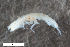  ( - ZFMK-TIS-2534952)  @11 [ ] CreativeCommons  Attribution Share-Alike (by-sa) 4.0 (2017) Unspecified Zoologisches Forschungsmuseum Alexander Koenig