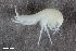  (Niphargus rhenorhodanensis - ZFMK-TIS-2545573)  @11 [ ] CreativeCommons  Attribution Share-Alike (by-sa) 4 (2018) Unspecified Zoologisches Forschungsmuseum Alexander Koenig