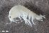  ( - ZFMK-TIS-2571136)  @11 [ ] CreativeCommons  Attribution Share-Alike (by-sa) 4 (2017) Unspecified Zoologisches Forschungsmuseum Alexander Koenig