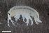  ( - ZFMK-TIS-2571141)  @11 [ ] CreativeCommons  Attribution Share-Alike (by-sa) 4 (2017) Unspecified Zoologisches Forschungsmuseum Alexander Koenig