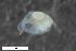  (Leydigia quadrangularis - ZFMK-TIS-2584230)  @11 [ ] CreativeCommons  Attribution Share-Alike (by-sa) 4 (2016) Unspecified Zoologisches Forschungsmuseum Alexander Koenig