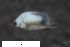  ( - ZFMK-TIS-2584243)  @11 [ ] CreativeCommons  Attribution Share-Alike (by-sa) 4 (2016) Unspecified Zoologisches Forschungsmuseum Alexander Koenig