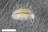  (Jaera istri - ZFMK-TIS-2588411)  @11 [ ] CreativeCommons  Attribution Share-Alike (by-sa) 4.0 (2017) Unspecified Zoologisches Forschungsmuseum Alexander Koenig