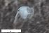  ( - ZFMK-TIS-2595126)  @11 [ ] CreativeCommons  Attribution Share-Alike (by-sa) 4 (2017) Unspecified Zoologisches Forschungsmuseum Alexander Koenig