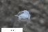  (Bosmina longicornis - ZFMK-TIS-2595135)  @11 [ ] CreativeCommons  Attribution Share-Alike (by-sa) 4 (2017) Unspecified Zoologisches Forschungsmuseum Alexander Koenig