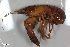  ( - ZFMK-TIS-2598264)  @11 [ ] CreativeCommons  Attribution Share-Alike (by-sa) 4 (2017) Unspecified Zoologisches Forschungsmuseum Alexander Koenig