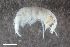  (Chelicorophium sowinskyi - ZFMK-TIS-2598960)  @11 [ ] CreativeCommons  Attribution Share-Alike (by-sa) 4 (2018) Unspecified Zoologisches Forschungsmuseum Alexander Koenig