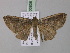  ( - BC ZSM Lep 03838)  @13 [ ] CreativeCommons - Attribution Non-Commercial Share-Alike (2010) Unspecified SNSB, Zoologische Staatssammlung Muenchen