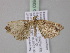  ( - BC ZSM Lep 03848)  @13 [ ] CreativeCommons - Attribution Non-Commercial Share-Alike (2010) Unspecified SNSB, Zoologische Staatssammlung Muenchen