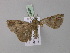  ( - BC ZSM Lep 03850)  @12 [ ] CreativeCommons - Attribution Non-Commercial Share-Alike (2010) Unspecified SNSB, Zoologische Staatssammlung Muenchen