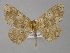  ( - BC ZSM Lep 03909)  @14 [ ] CreativeCommons - Attribution Non-Commercial Share-Alike (2010) Unspecified SNSB, Zoologische Staatssammlung Muenchen
