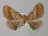  ( - BC ZSM Lep 03917)  @13 [ ] CreativeCommons - Attribution Non-Commercial Share-Alike (2010) Unspecified SNSB, Zoologische Staatssammlung Muenchen
