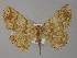  ( - BC ZSM Lep 03922)  @14 [ ] CreativeCommons - Attribution Non-Commercial Share-Alike (2010) Unspecified SNSB, Zoologische Staatssammlung Muenchen