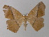  ( - BC ZSM Lep 03923)  @14 [ ] CreativeCommons - Attribution Non-Commercial Share-Alike (2010) Unspecified SNSB, Zoologische Staatssammlung Muenchen