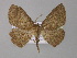  ( - BC ZSM Lep 03944)  @13 [ ] CreativeCommons - Attribution Non-Commercial Share-Alike (2010) Unspecified SNSB, Zoologische Staatssammlung Muenchen