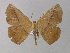  (Prochoerodes AH01Ec - BC ZSM Lep 03951)  @13 [ ] CreativeCommons - Attribution Non-Commercial Share-Alike (2010) Unspecified SNSB, Zoologische Staatssammlung Muenchen