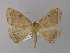  (Bonatea AH01Ec - BC ZSM Lep 03953)  @14 [ ] CreativeCommons - Attribution Non-Commercial Share-Alike (2010) Unspecified SNSB, Zoologische Staatssammlung Muenchen