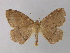  ( - BC ZSM Lep 03954)  @13 [ ] CreativeCommons - Attribution Non-Commercial Share-Alike (2010) Unspecified SNSB, Zoologische Staatssammlung Muenchen