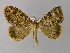  (Pherotesia GB01Ec - BC ZSM Lep 03955)  @14 [ ] CreativeCommons - Attribution Non-Commercial Share-Alike (2010) Unspecified SNSB, Zoologische Staatssammlung Muenchen