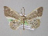  (Opisthoxia contrariata - BC ZSM Lep 04000)  @14 [ ] CreativeCommons - Attribution Non-Commercial Share-Alike (2010) Unspecified SNSB, Zoologische Staatssammlung Muenchen