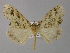  ( - BC ZSM Lep 04017)  @13 [ ] CreativeCommons - Attribution Non-Commercial Share-Alike (2010) Unspecified SNSB, Zoologische Staatssammlung Muenchen