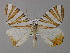  ( - BC ZSM Lep 04020)  @14 [ ] CreativeCommons - Attribution Non-Commercial Share-Alike (2010) Unspecified SNSB, Zoologische Staatssammlung Muenchen