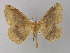  ( - BC ZSM Lep 04028)  @13 [ ] CreativeCommons - Attribution Non-Commercial Share-Alike (2010) Unspecified SNSB, Zoologische Staatssammlung Muenchen