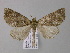  ( - BC ZSM Lep 04116)  @13 [ ] CreativeCommons - Attribution Non-Commercial Share-Alike (2010) Unspecified SNSB, Zoologische Staatssammlung Muenchen