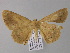  ( - BC ZSM Lep 04119)  @13 [ ] CreativeCommons - Attribution Non-Commercial Share-Alike (2010) Unspecified SNSB, Zoologische Staatssammlung Muenchen