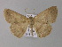  ( - BC ZSM Lep 04121)  @12 [ ] CreativeCommons - Attribution Non-Commercial Share-Alike (2010) Unspecified SNSB, Zoologische Staatssammlung Muenchen