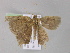  ( - BC ZSM Lep 04126)  @13 [ ] CreativeCommons - Attribution Non-Commercial Share-Alike (2010) Unspecified SNSB, Zoologische Staatssammlung Muenchen
