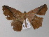  ( - BC ZSM Lep 04132)  @12 [ ] CreativeCommons - Attribution Non-Commercial Share-Alike (2010) Unspecified SNSB, Zoologische Staatssammlung Muenchen