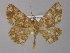  ( - BC ZSM Lep 04139)  @14 [ ] CreativeCommons - Attribution Non-Commercial Share-Alike (2010) Unspecified SNSB, Zoologische Staatssammlung Muenchen