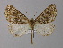  ( - BC ZSM Lep 04142)  @13 [ ] CreativeCommons - Attribution Non-Commercial Share-Alike (2010) Unspecified SNSB, Zoologische Staatssammlung Muenchen