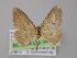  ( - BC ZSM Lep 04168)  @13 [ ] CreativeCommons - Attribution Non-Commercial Share-Alike (2010) Unspecified SNSB, Zoologische Staatssammlung Muenchen