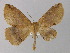  ( - BC ZSM Lep 04171)  @13 [ ] CreativeCommons - Attribution Non-Commercial Share-Alike (2010) Unspecified SNSB, Zoologische Staatssammlung Muenchen