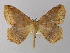  ( - BC ZSM Lep 04172)  @13 [ ] CreativeCommons - Attribution Non-Commercial Share-Alike (2010) Unspecified SNSB, Zoologische Staatssammlung Muenchen