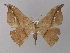  ( - BC ZSM Lep 04176)  @13 [ ] CreativeCommons - Attribution Non-Commercial Share-Alike (2010) Unspecified SNSB, Zoologische Staatssammlung Muenchen