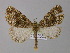  ( - BC ZSM Lep 04184)  @13 [ ] CreativeCommons - Attribution Non-Commercial Share-Alike (2010) Unspecified SNSB, Zoologische Staatssammlung Muenchen