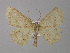  ( - BC ZSM Lep 04186)  @13 [ ] CreativeCommons - Attribution Non-Commercial Share-Alike (2010) Unspecified SNSB, Zoologische Staatssammlung Muenchen