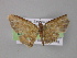  ( - BC ZSM Lep 04203)  @13 [ ] CreativeCommons - Attribution Non-Commercial Share-Alike (2010) Unspecified SNSB, Zoologische Staatssammlung Muenchen