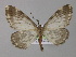  ( - BC ZSM Lep 04294)  @13 [ ] CreativeCommons - Attribution Non-Commercial Share-Alike (2010) Unspecified SNSB, Zoologische Staatssammlung Muenchen