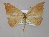  ( - BC ZSM Lep 04302)  @13 [ ] CreativeCommons - Attribution Non-Commercial Share-Alike (2010) Unspecified SNSB, Zoologische Staatssammlung Muenchen
