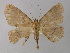  ( - BC ZSM Lep 04308)  @14 [ ] CreativeCommons - Attribution Non-Commercial Share-Alike (2010) Unspecified SNSB, Zoologische Staatssammlung Muenchen