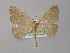  ( - BC ZSM Lep 04318)  @13 [ ] CreativeCommons - Attribution Non-Commercial Share-Alike (2010) Unspecified SNSB, Zoologische Staatssammlung Muenchen