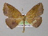  ( - BC ZSM Lep 04319)  @13 [ ] CreativeCommons - Attribution Non-Commercial Share-Alike (2010) Unspecified SNSB, Zoologische Staatssammlung Muenchen